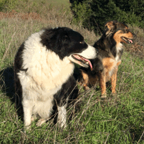 PUPPAS